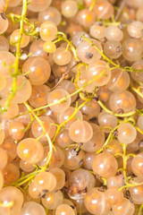 background of ripe juicy white currant berries. top view