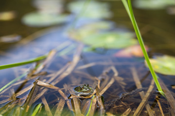 トノサマガエル