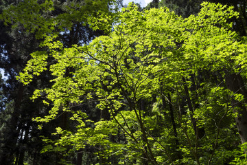 Fototapeta na wymiar みずみずしい新緑の森