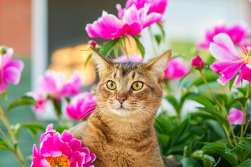 Abyssinian cat in flowers / portrait