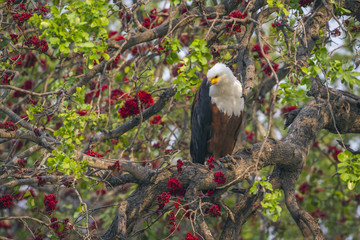 African fish eagle in Kruger National park, South Africa