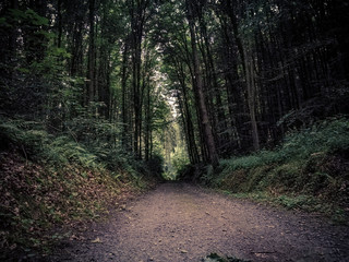 Fototapeta na wymiar Waldspaziergang im Bergischen Land