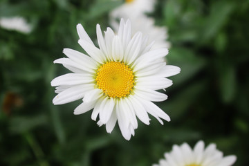 Fototapeta premium White Daisy Flower