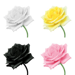 colorful  rose isolated on white  background