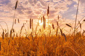 Golden wheat sundown evening / Agriculture climate heat weather harvest harvesting time Klimawandel...