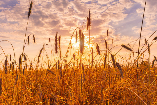Golden wheat sundown evening / Agriculture climate heat weather harvest harvesting time Klimawandel Erntekosten erntezeit