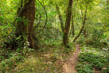 Fototapeta na wymiar Footpath in rainforest borneo