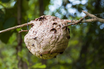 Asian paper wasp with dry branches in thailand,Hornet,Dangerous insect,Carnivore,mandible sharp,Vespaaffinis,wasp net.