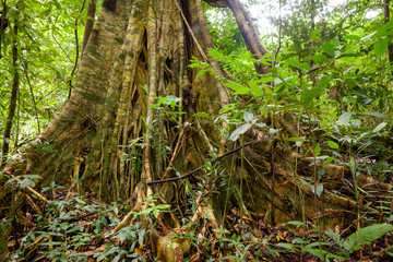 Buttress tree roots in rainforest