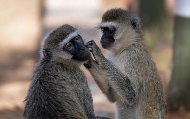 Two Vervets  performs morning hygiene in Tsavo National Park West in Kenya