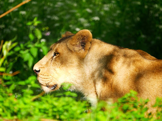 Lionne