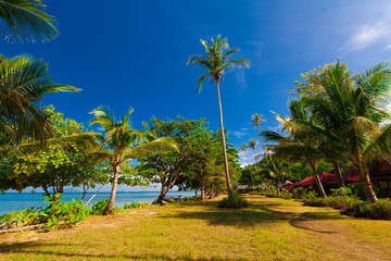 Thailand. Sea, palms