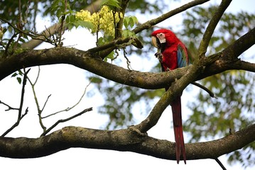 Parrot ara chloropterus, Red-and-green macaw on tree