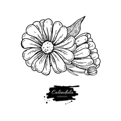 Calendula vector drawing. Isolated medical flower and leaves. Herbal engraved style illustration.