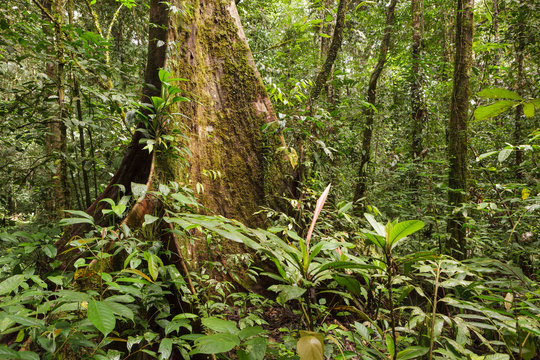 Fototapeta Big tree deep in rainforest borneo