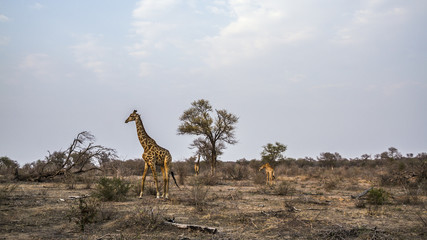 Giraffe in Kruger National park, South Africa © PACO COMO