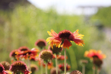 草原の花