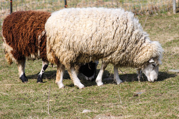 Two wooly sheep grazing on green grass in a field. One is white and the other is brown