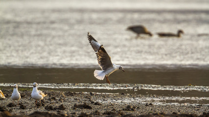 Grey-headed Gull in Kruger National park, South Africa