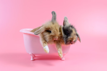 two brown fluffy rabbit in pink bathtub on pink background, Bathing Bunny © shutterdemon