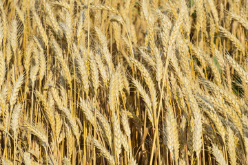 Mature wheat on the field. Spikelets of wheat. Harvest of grain.