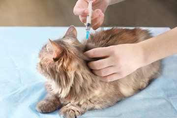Veterinarian vaccinating cat in clinic, closeup