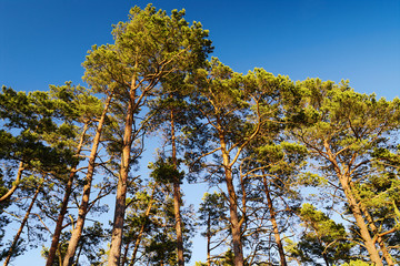 Crowns of Scots or Scotch pine Pinus sylvestris trees against blue sky. Group of tall pine trees growing in evergreen coniferous wood. Pomerania, Baltic coast, Poland.
