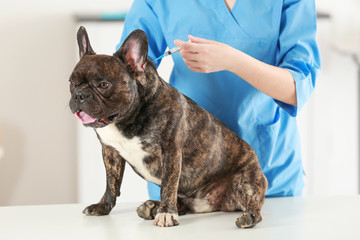 Veterinarian vaccinating dog in light clinic