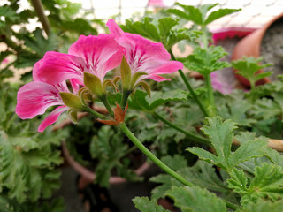 elegant pelargonium in the rustic garden