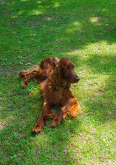 Dog breeds satter, brown color on the lawn.