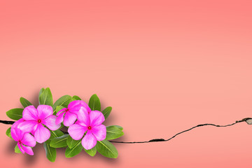 lant growing with Purple flower on green leaf young tree through crack in pavement background