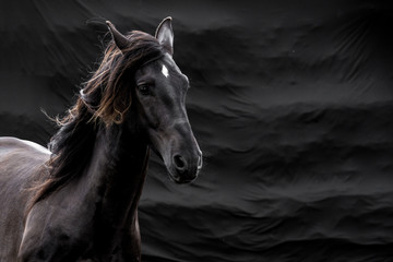 Black horse head portrait left on black
