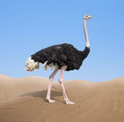 Afwasbaar Fotobehang Struisvogel struisvogel in woestijn