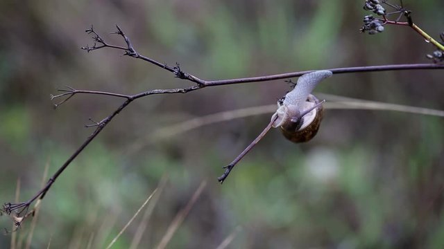 Brown snail crawling on wet branches on a rainy day