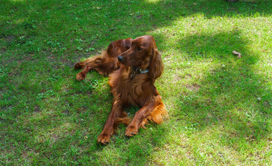 Dog breeds satter, brown color on the lawn.