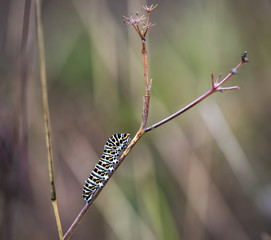 swallowtail butterfly's caterpillar (Papilio machaon) in a branch on a rainy day