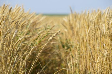 Mature wheat on the field. Spikelets of wheat. Harvest of grain.