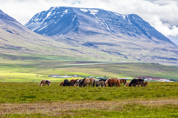 Icelandic horses are grazing on the grass