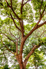 Rain tree, Mimosa Tree