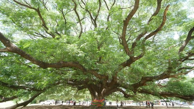 Giant Monky Pod Tree with people visited 