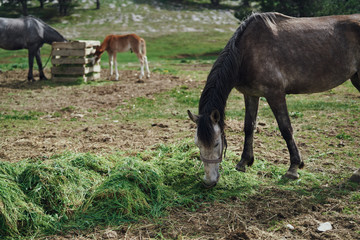 Livestock, horses grazing in a meadow in the mountains in the fog