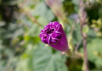 Eine kleine lila Blume beim Erblühen