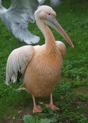 Portrait of a great white pelican in full growth close-up on green grass