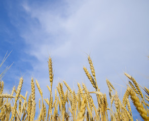 Spikelets of wheat against the blue sky. Mature wheat.