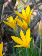 sternbergia lutea - ritratto fiore giallo
