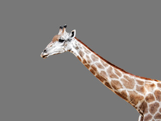 Closeup The Head of a Giraffe on Gray Background