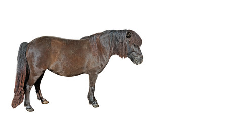 Fototapeta premium Mini Horse Falabella miniature on White Background