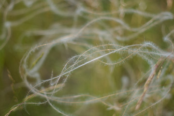 Fluffy spikes of meadow grass closeup.