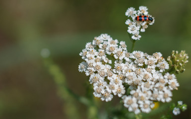 White meadow flower closeup. Red beetle on the white flower.