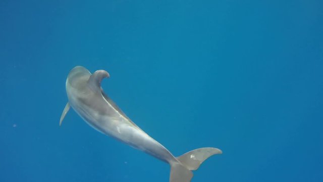 Dolphin swims on a blue water background - Abu Dabbab, Marsa Alam, Red Sea, Egypt, Africa
